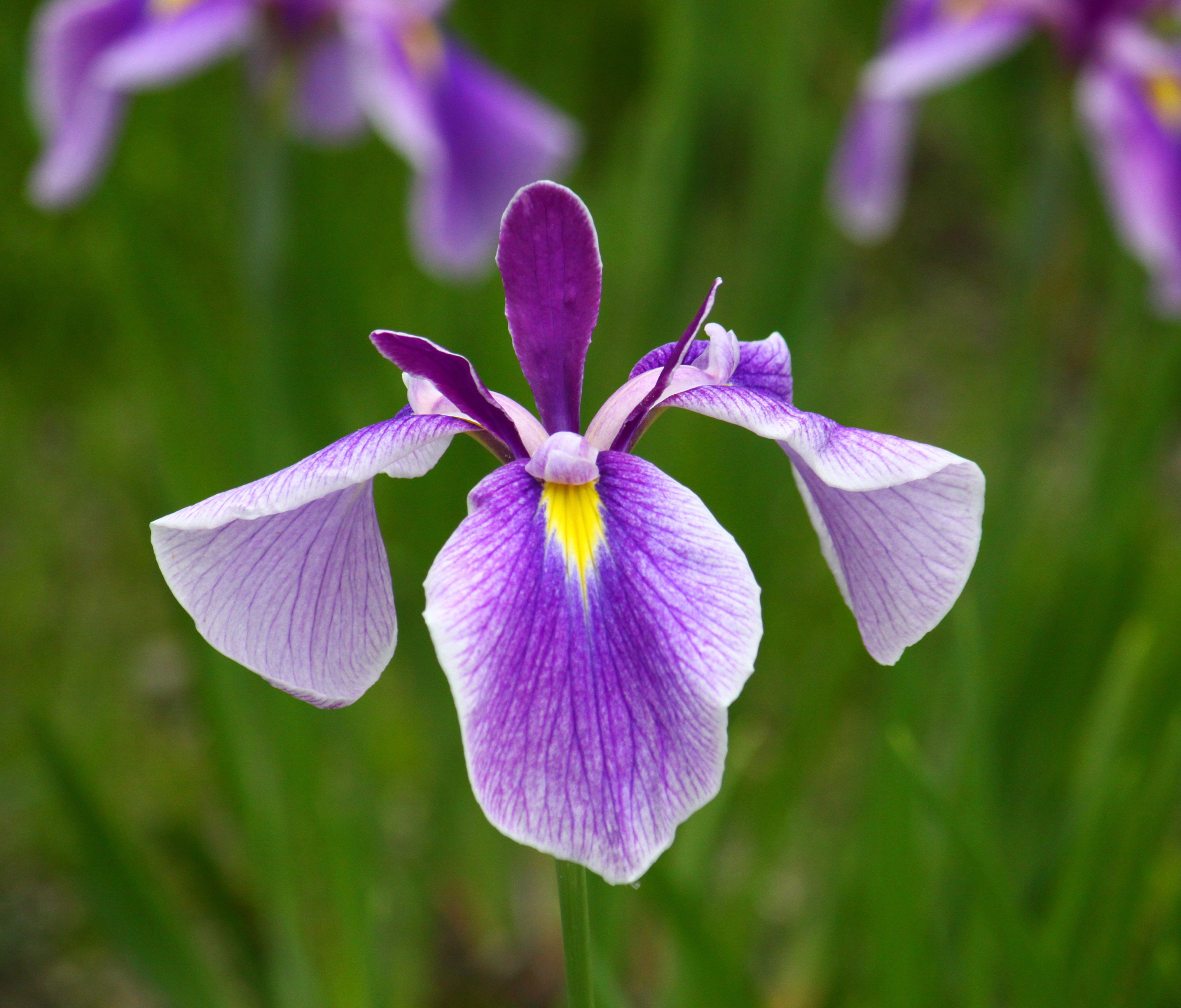 写真：ハナショウブ