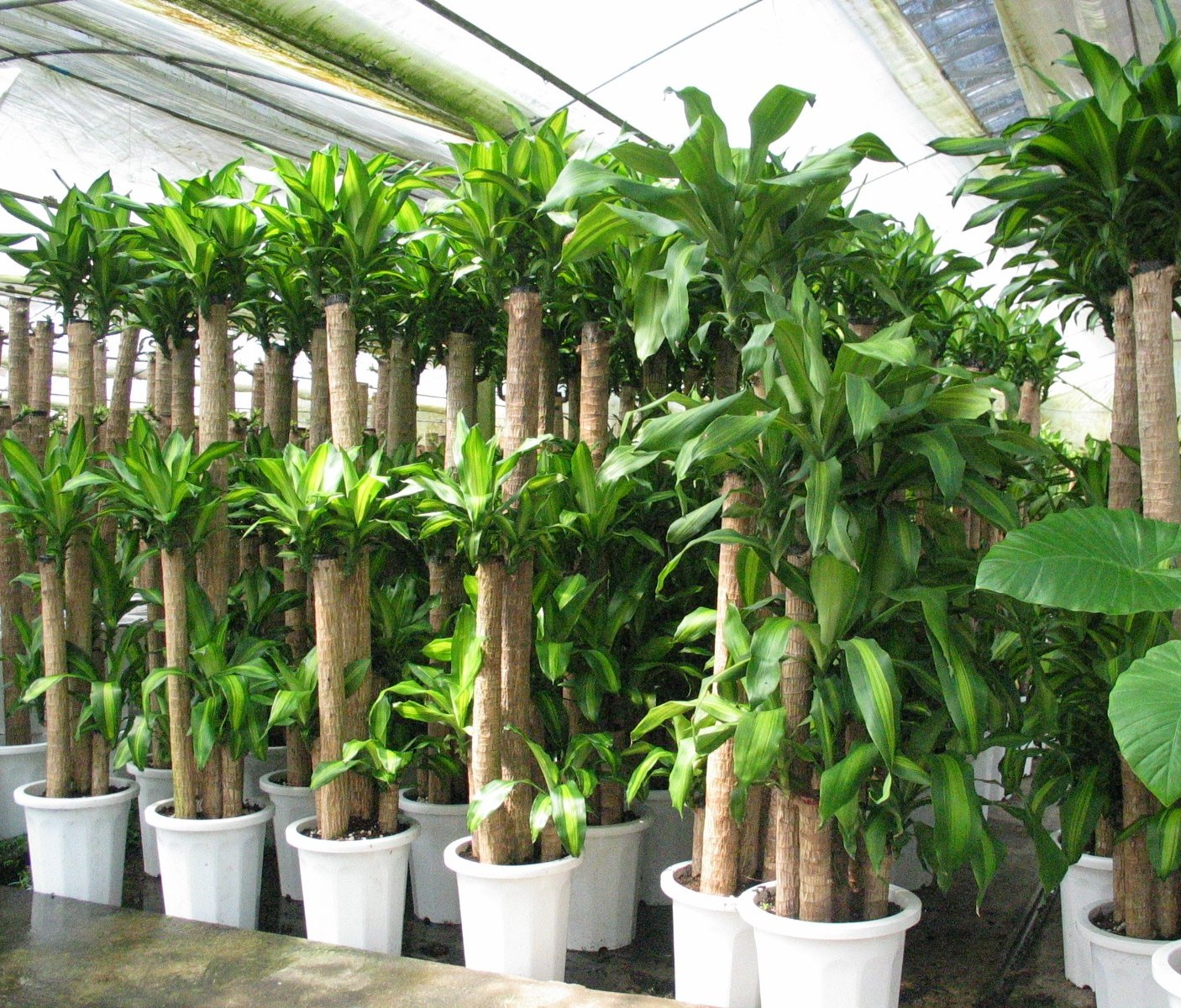 写真：ドラセナ類