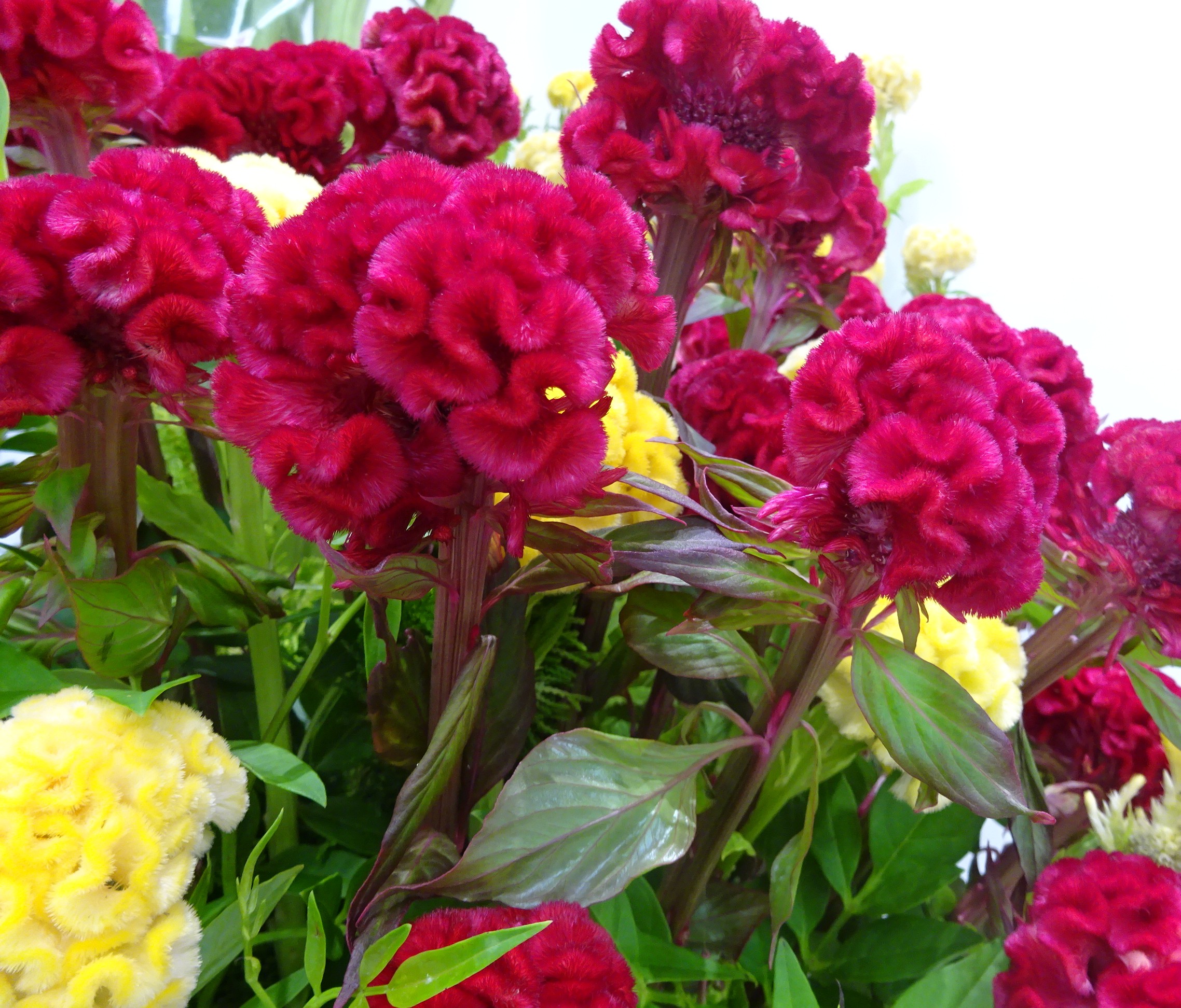 写真：ケイトウ