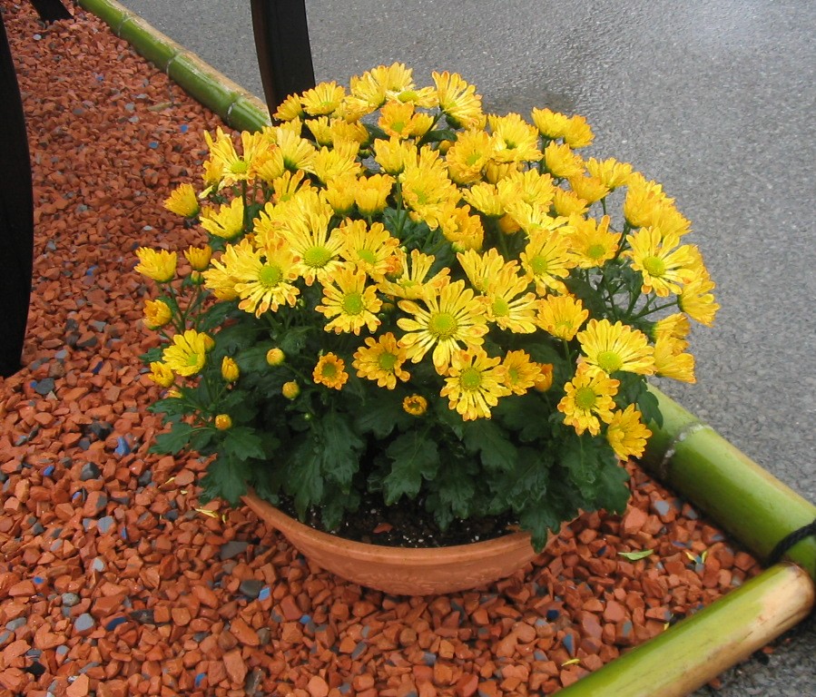 写真：ポットマム