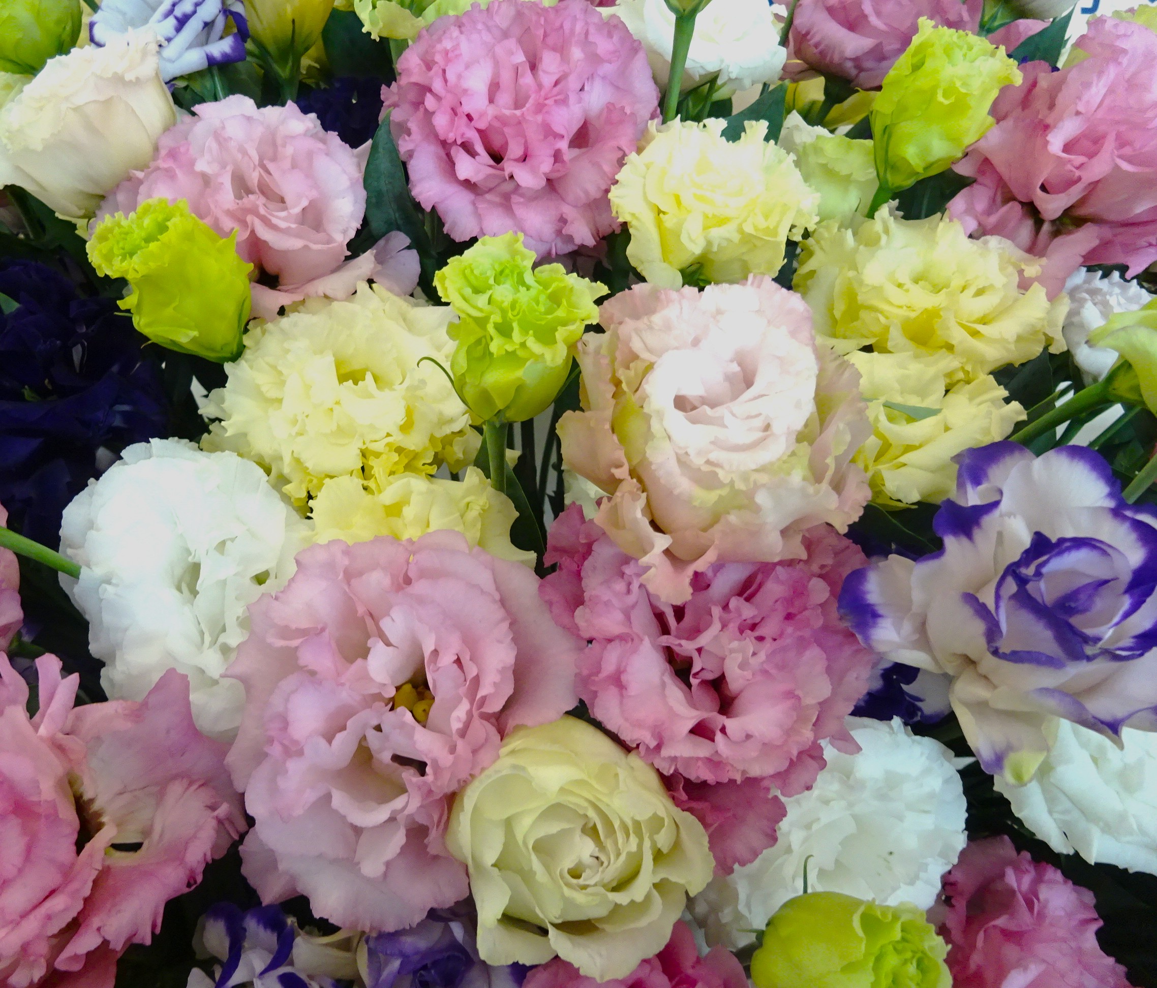 写真：トルコギキョウ