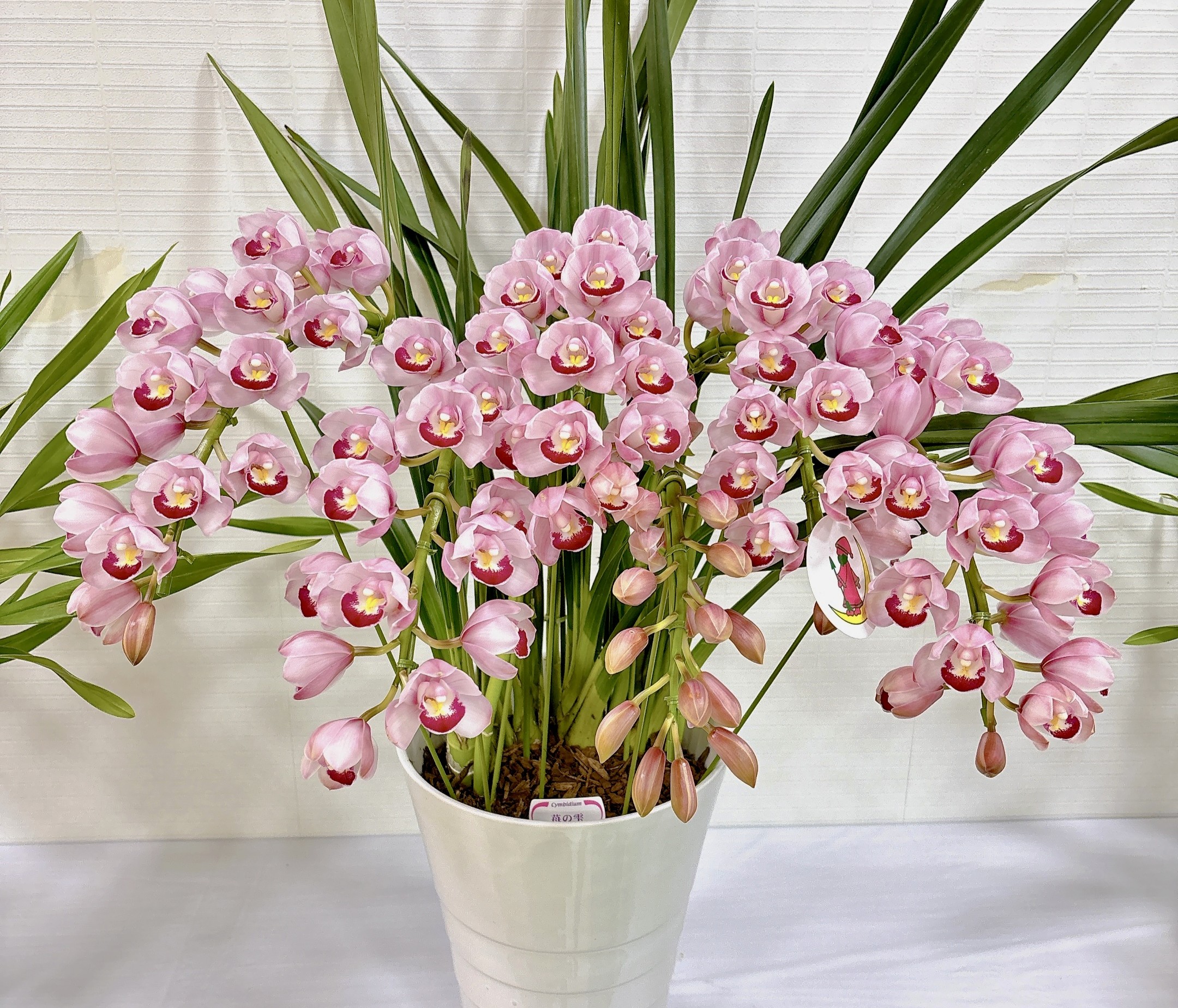 写真：シンビジウム