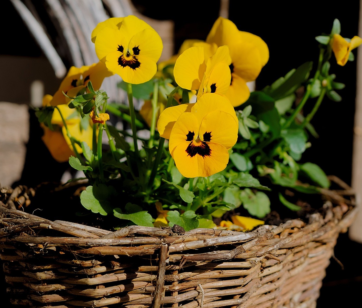 写真：パンジー