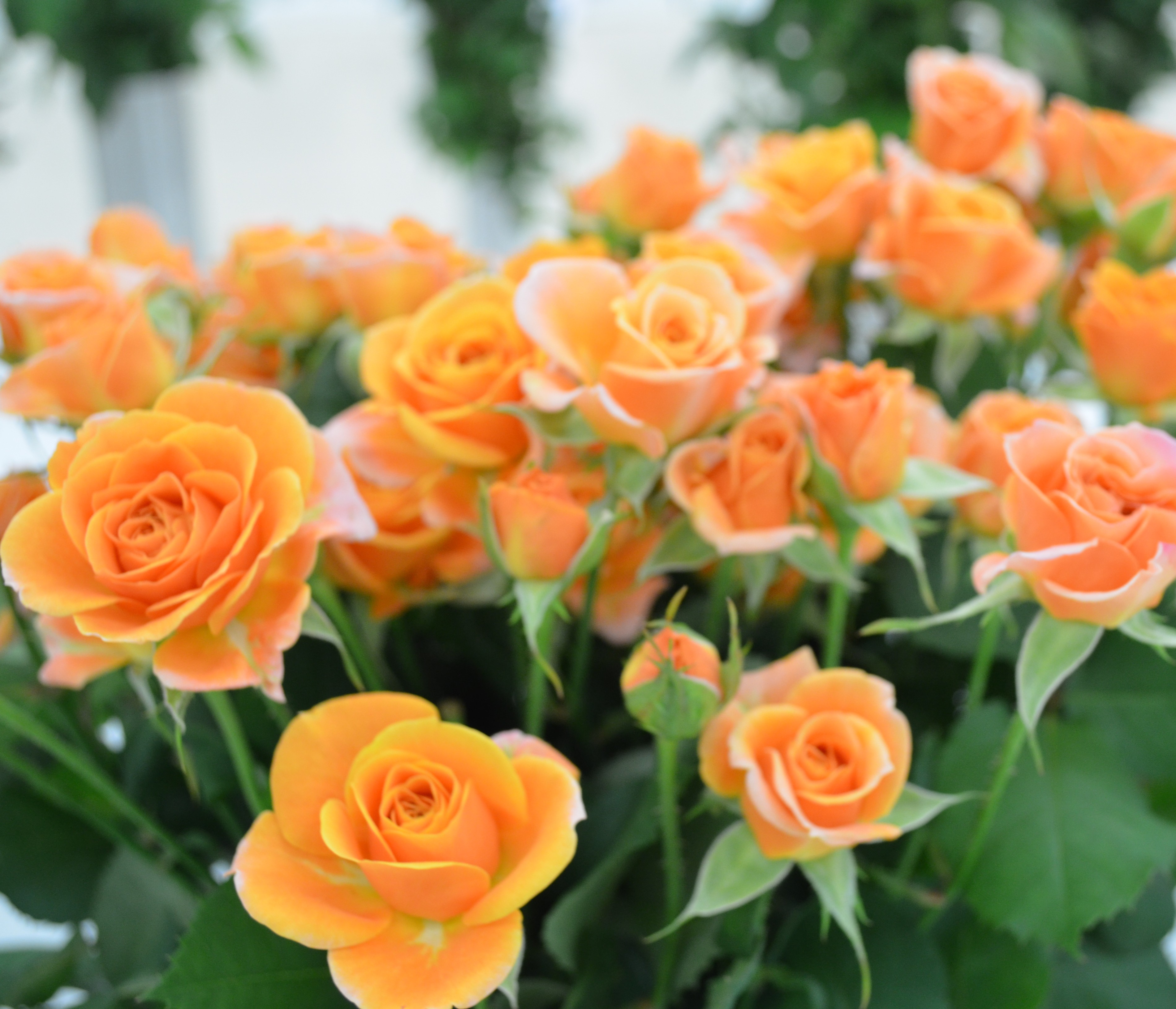 写真：スプレーバラ