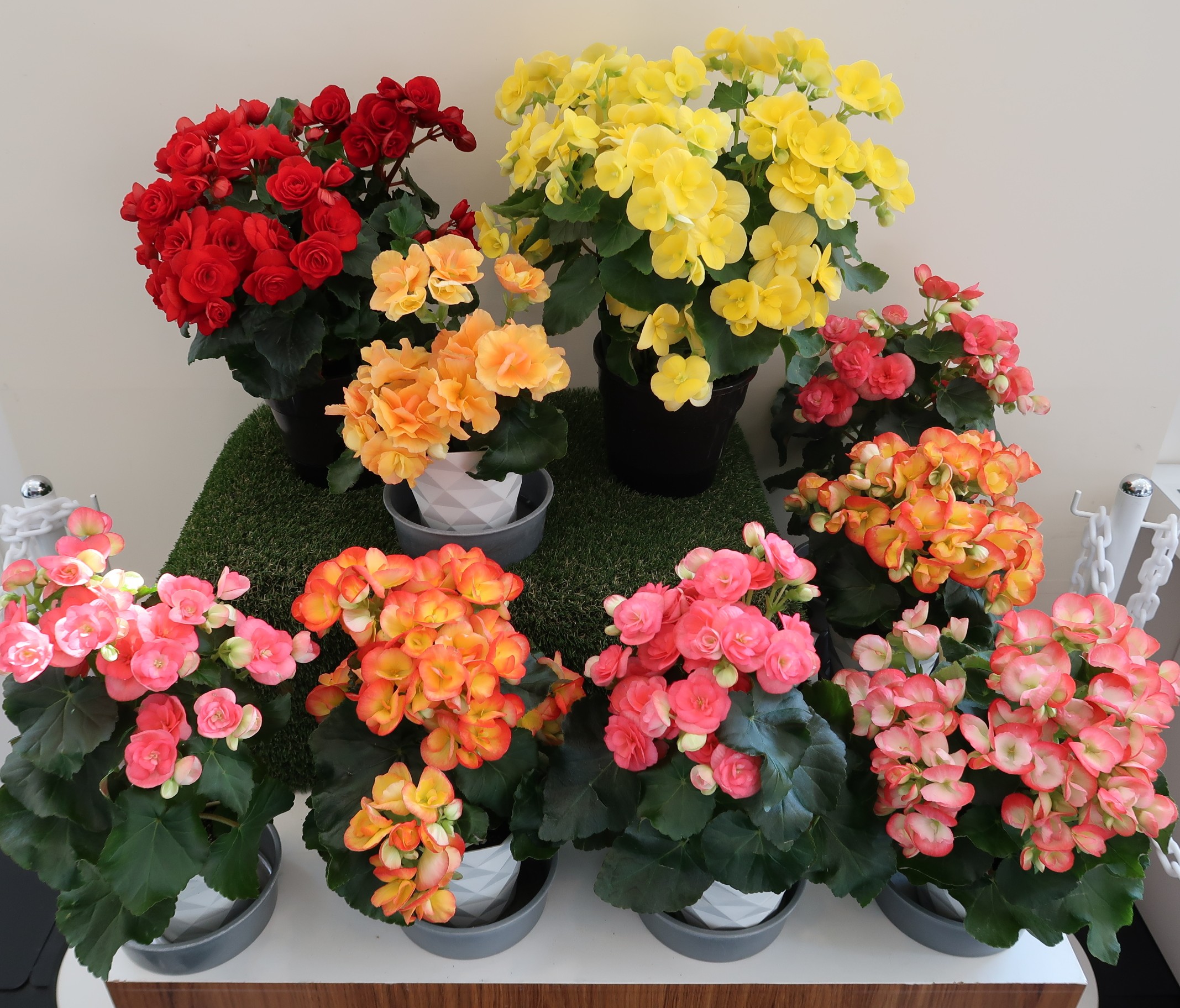 写真：リーガスベゴニア